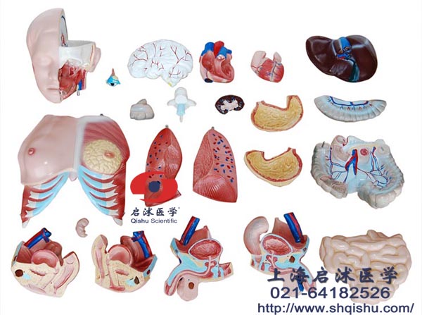 两性互换躯干模型23部件