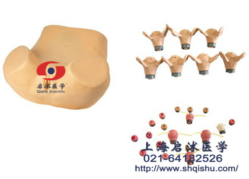 高级妇科综合检查训练模型