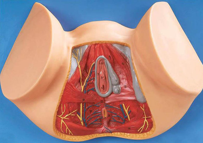 女性会阴部神经血管模型