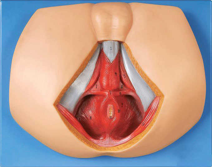 男性会阴部神经血管模型