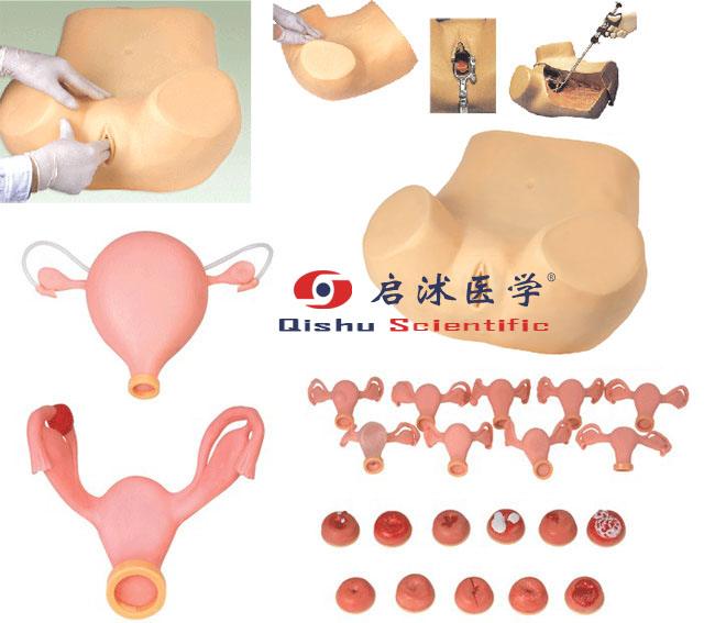 妇科检查仿真模型