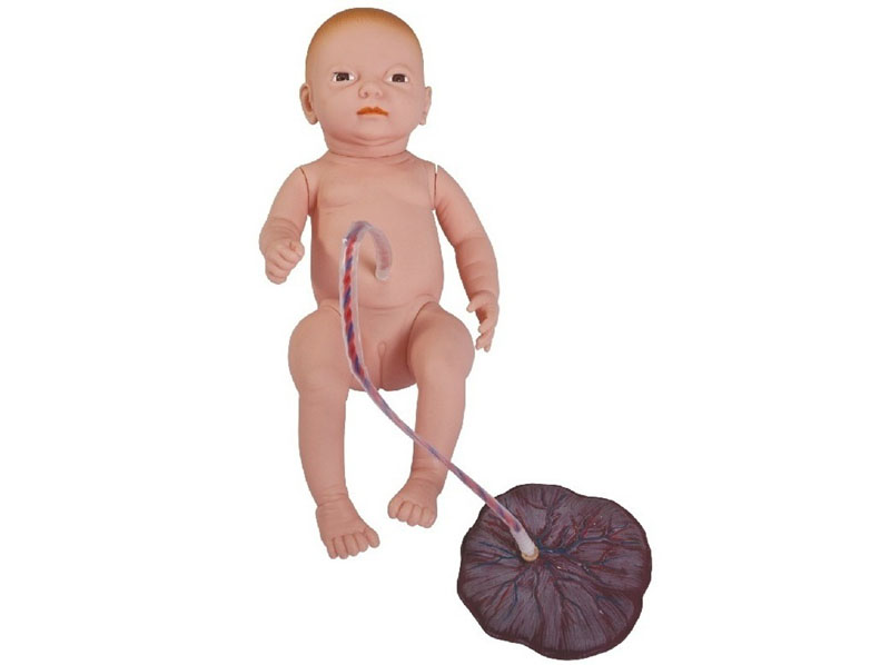 新生儿脐带胎盘护理模型