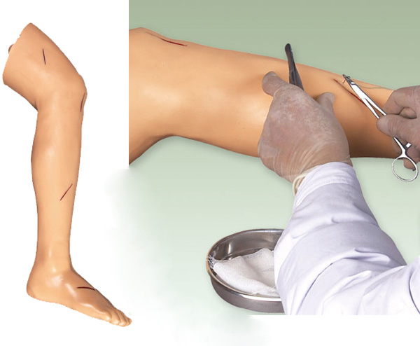 外科缝合腿肢模型