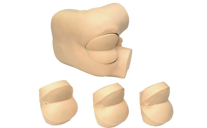 肛门指诊训练模型