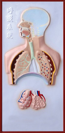 呼吸系统浮雕模型