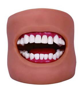 高级口腔清洁模型（带脸颊）QS-KQ050型