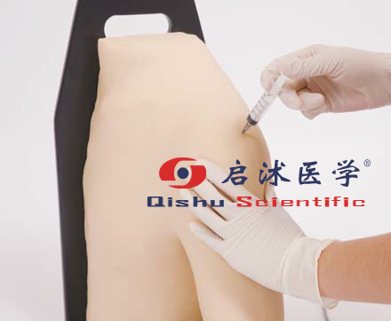 肩关节腔内注射模型