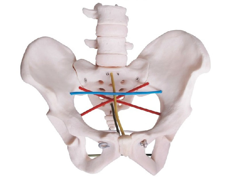 骨盆测量模型