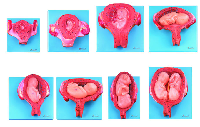 胚胎发育模型