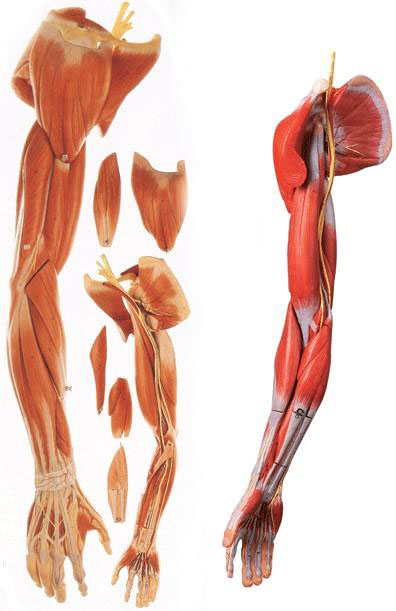 上肢肌肉解剖模型