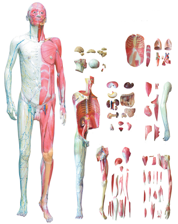 人体全身层次解剖附内脏模型