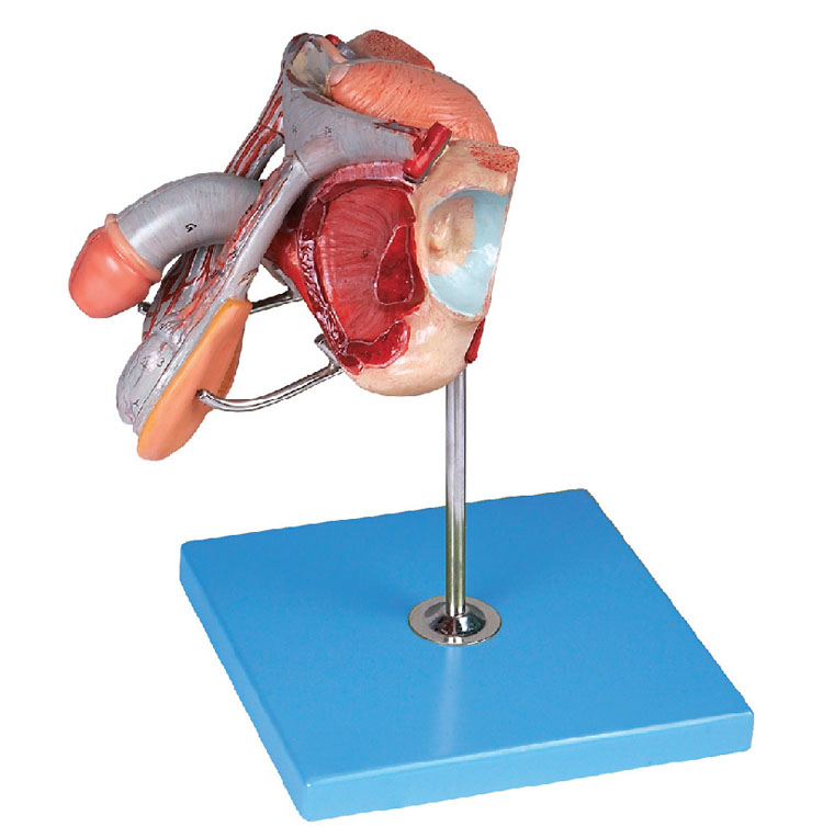 男性生殖器官结构模型
