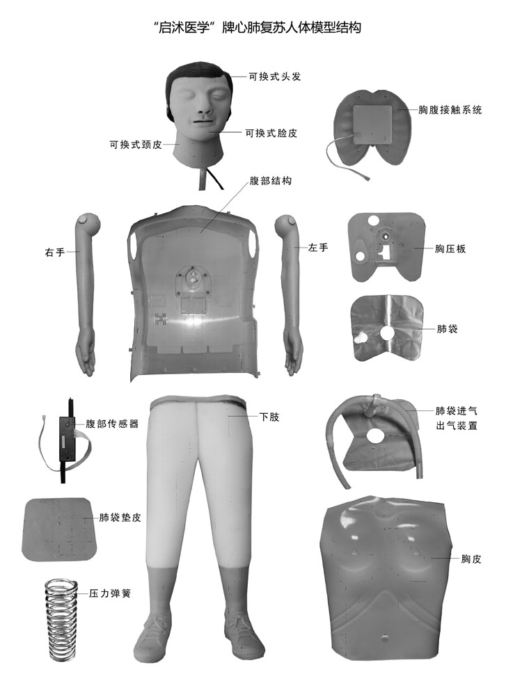 心肺复苏模拟人解剖结构