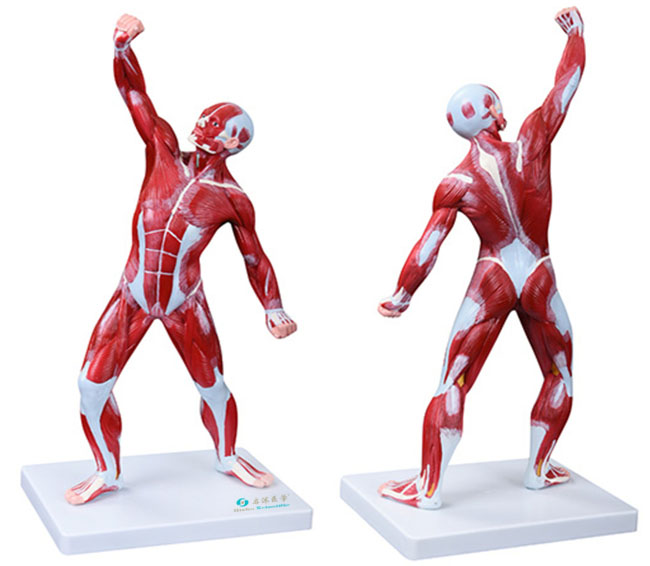 人体全身肌肉运动模型