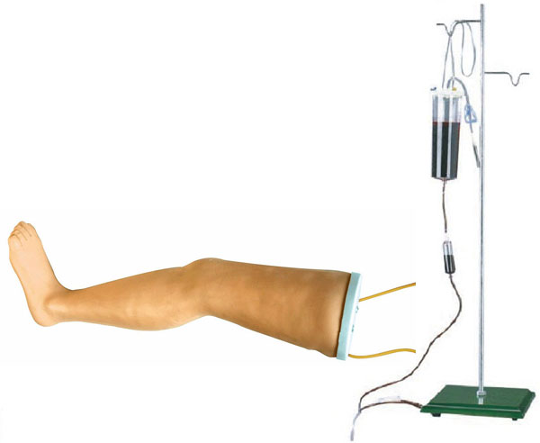 成人腿部静脉注射模型